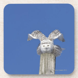 Snowy owl on top of a pole, preparing to take coaster