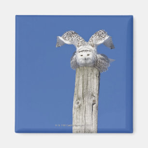 Snowy owl on top of a pole, preparing to take magnet