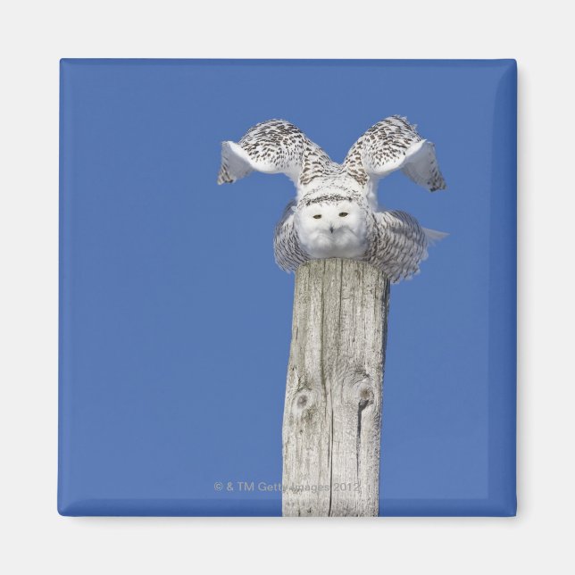Snowy owl on top of a pole, preparing to take magnet (Front)