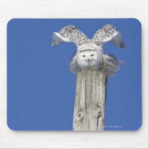 Snowy owl on top of a pole, preparing to take mouse mat