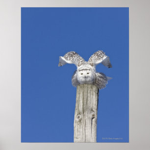 Snowy owl on top of a pole, preparing to take poster