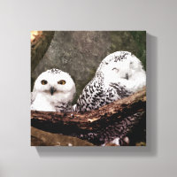 Snowy Owl Pair Woodland Wildlife Art