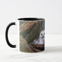 Snowy Owl Pair Woodland Wildlife Art
