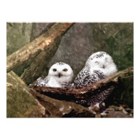 Snowy Owl Pair Woodland Wildlife Art