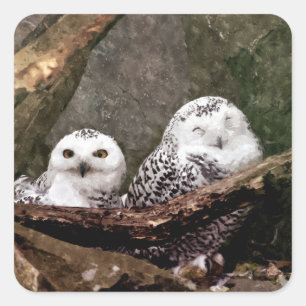 Snowy Owl Pair Woodland Wildlife Art Square Sticker