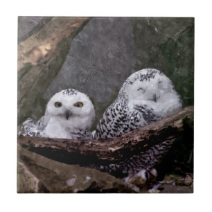 Snowy Owl Pair Woodland Wildlife Art Tile