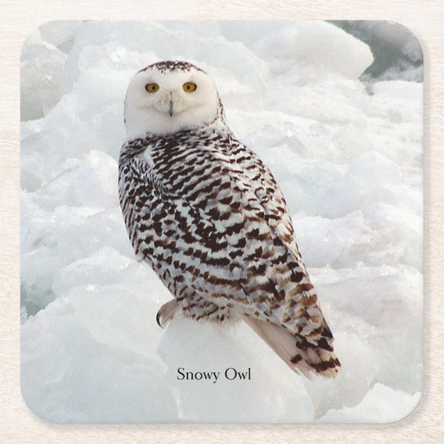 Snowy owl paper coaster (Front)