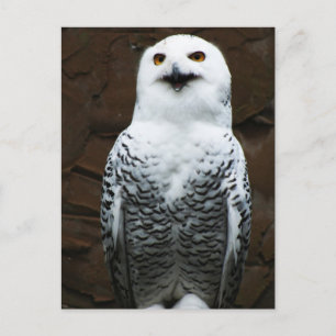 Snowy Owl pca Postcard