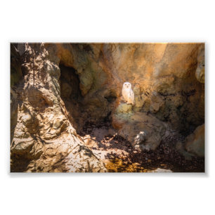 Snowy Owl Perched in Sunlit Rocky Cave Photo Print