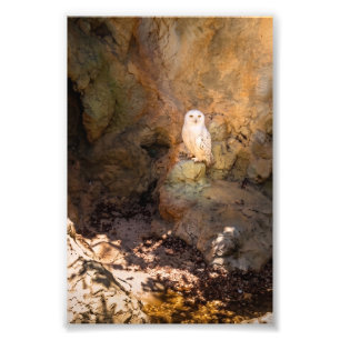 Snowy Owl Perched in Sunlit Rocky Cave Photo Print