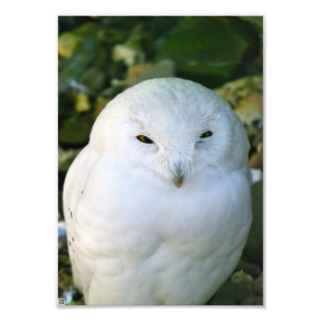 Snowy Owl Photo Print (Front)