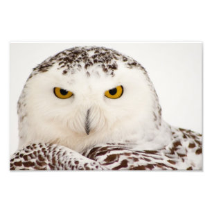 Snowy Owl Photo Print