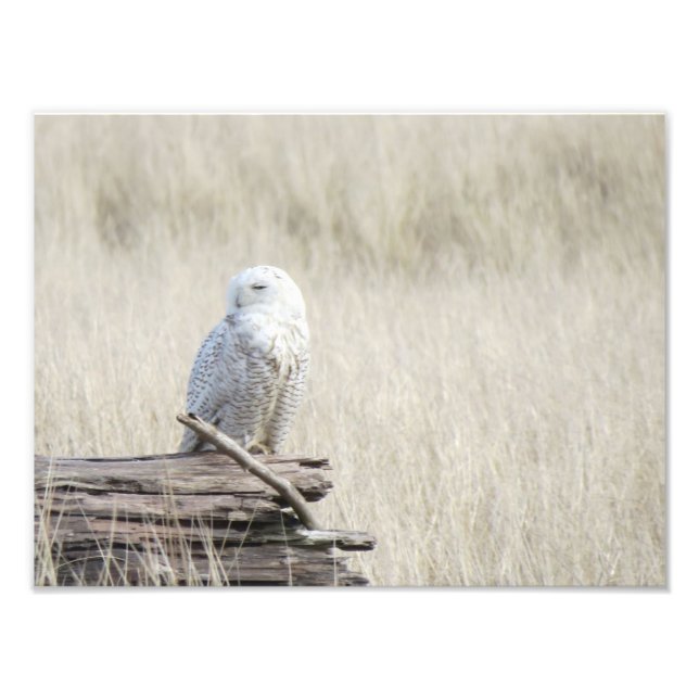 Snowy Owl Photo Print (Front)