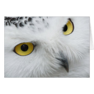 Snowy owl photograph