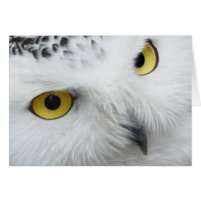 Snowy owl photograph (Front Horizontal)