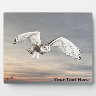 Snowy Owl Plaque