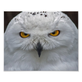 Snowy Owl Portrait Print