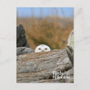 Snowy Owl Postcard