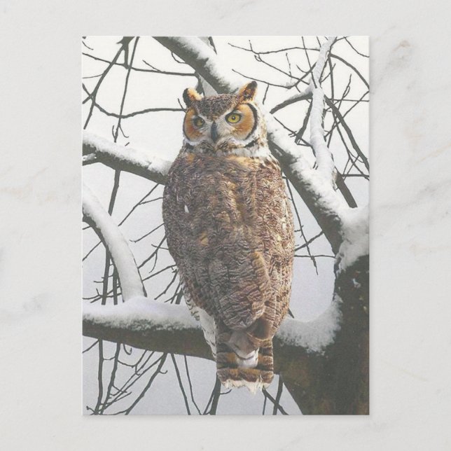 Snowy Owl Postcard (Front)