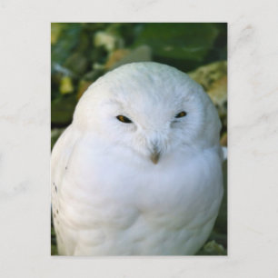 Snowy Owl Postcard