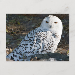 Snowy Owl Postcard