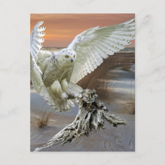 Snowy Owl Postcard