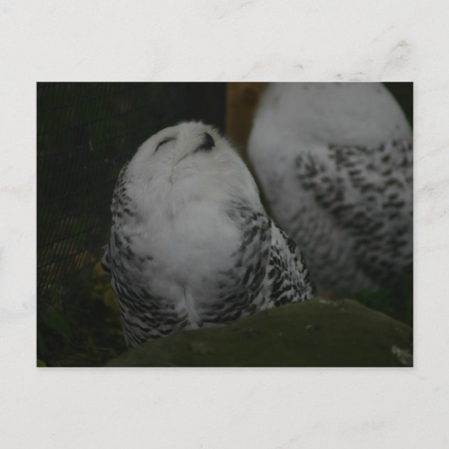 Snowy Owl Postcard (Front)