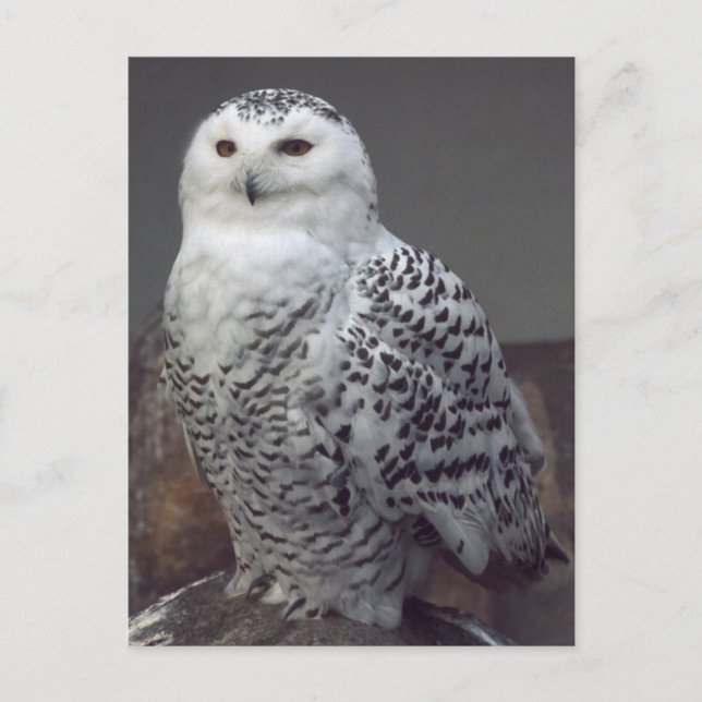 Snowy owl postcard (Front)
