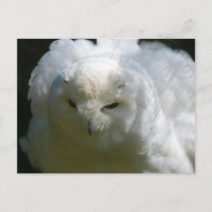 Snowy Owl Postcard