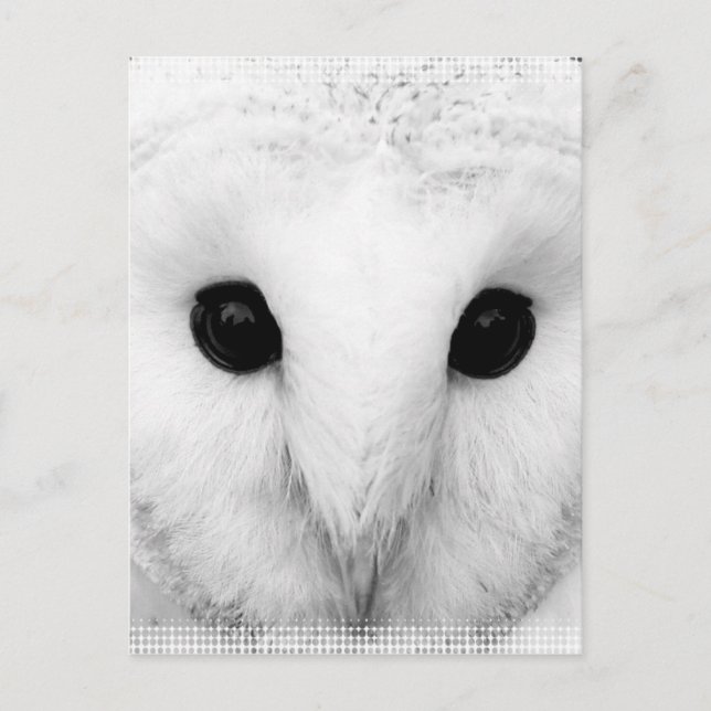 Snowy Owl Postcard (Front)