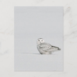 Snowy Owl Postcard