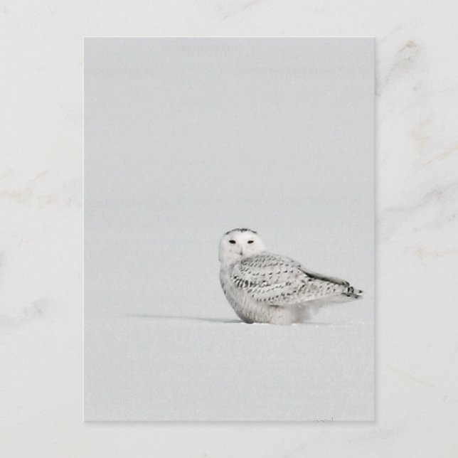 Snowy Owl Postcard (Front)