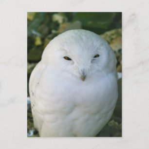 Snowy Owl Postcard