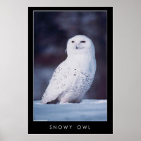 Snowy Owl