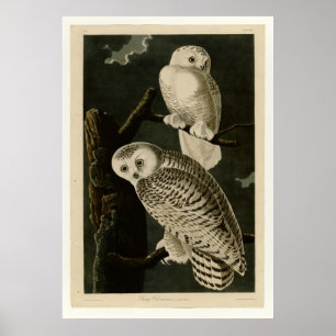 Snowy Owl Poster