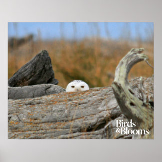 Snowy Owl Poster
