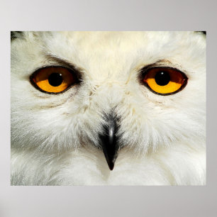 Snowy Owl Poster