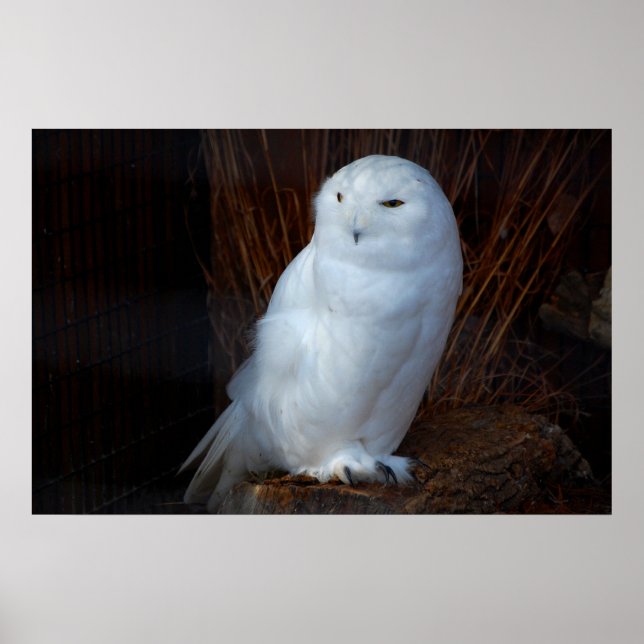 Snowy Owl Poster (Front)