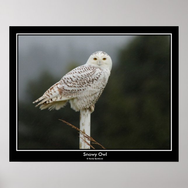 Snowy Owl Poster (Front)