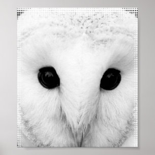 Snowy Owl Poster