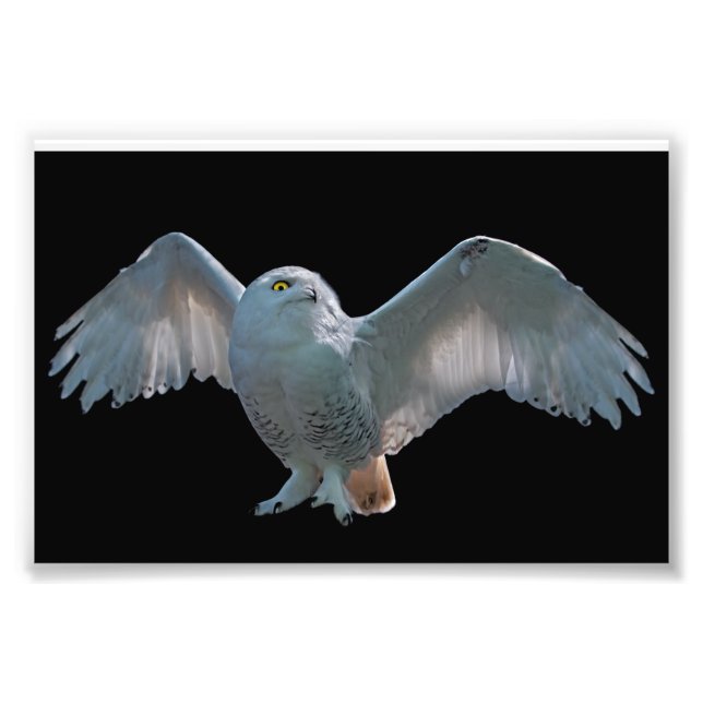 Snowy Owl Print (Front)