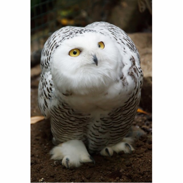 Snowy owl sculpture standing photo sculpture (Front)