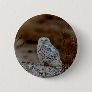 Snowy owl sitting on a rock 6 cm round badge