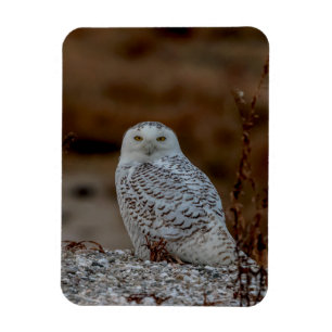 Snowy owl sitting on a rock magnet