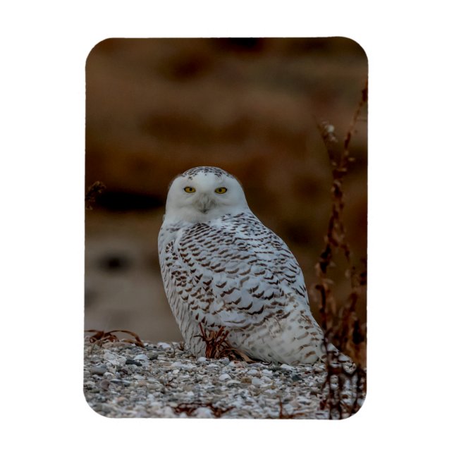 Snowy owl sitting on a rock magnet (Vertical)