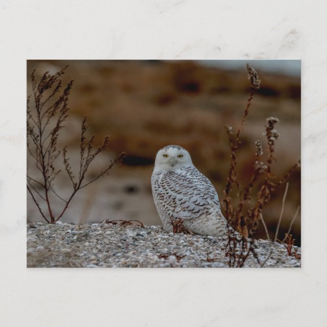 Snowy owl sitting on a rock postcard (Front)