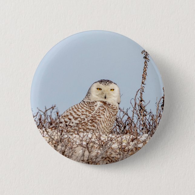 Snowy owl sitting on the beach 6 cm round badge (Front)