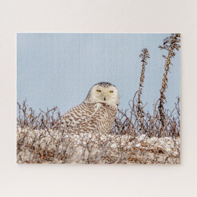 Snowy owl sitting on the beach jigsaw puzzle (Horizontal)