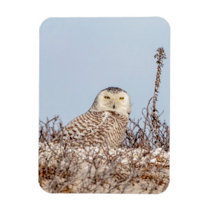 Snowy owl sitting on the beach magnet