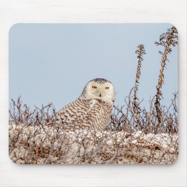 Snowy owl sitting on the beach mouse mat (Front)